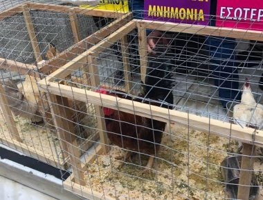 Γιατροί και νοσηλευτές διαμαρτύρονται έξω από το Υπ. Υγείας μαζί με...πτηνά - Στο κλουβί με τα κοκόρια η κυβέρνηση